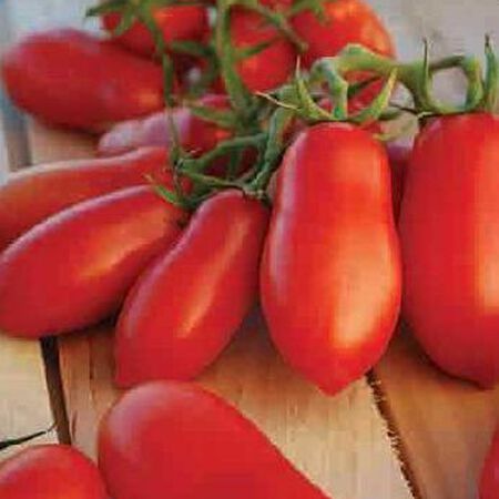 Ten Fingers of Naples, Tomato Seeds image number null
